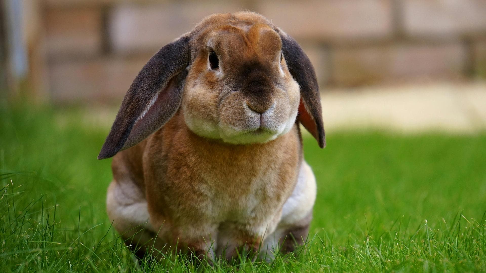 Emergency vets in Havering