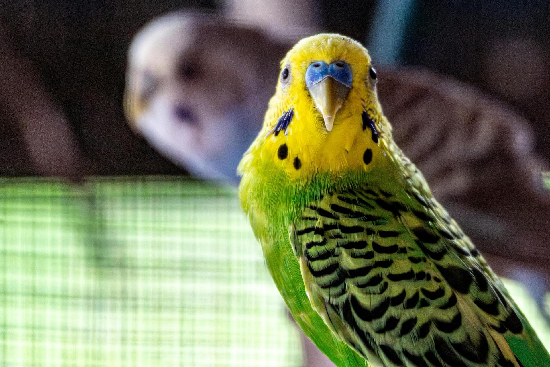 Dog & Cat Vets in Havering