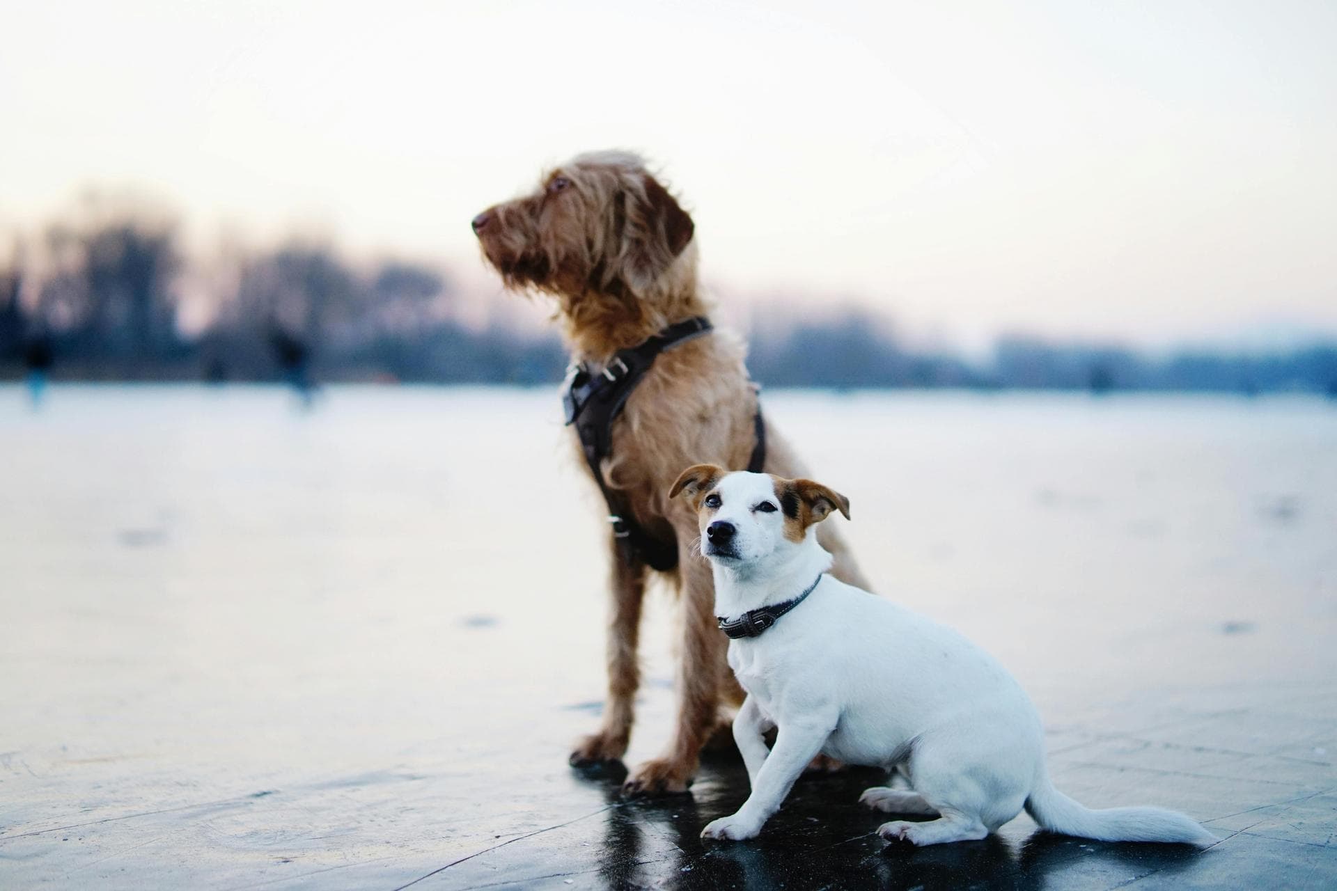 Specialist Vets in Havering
